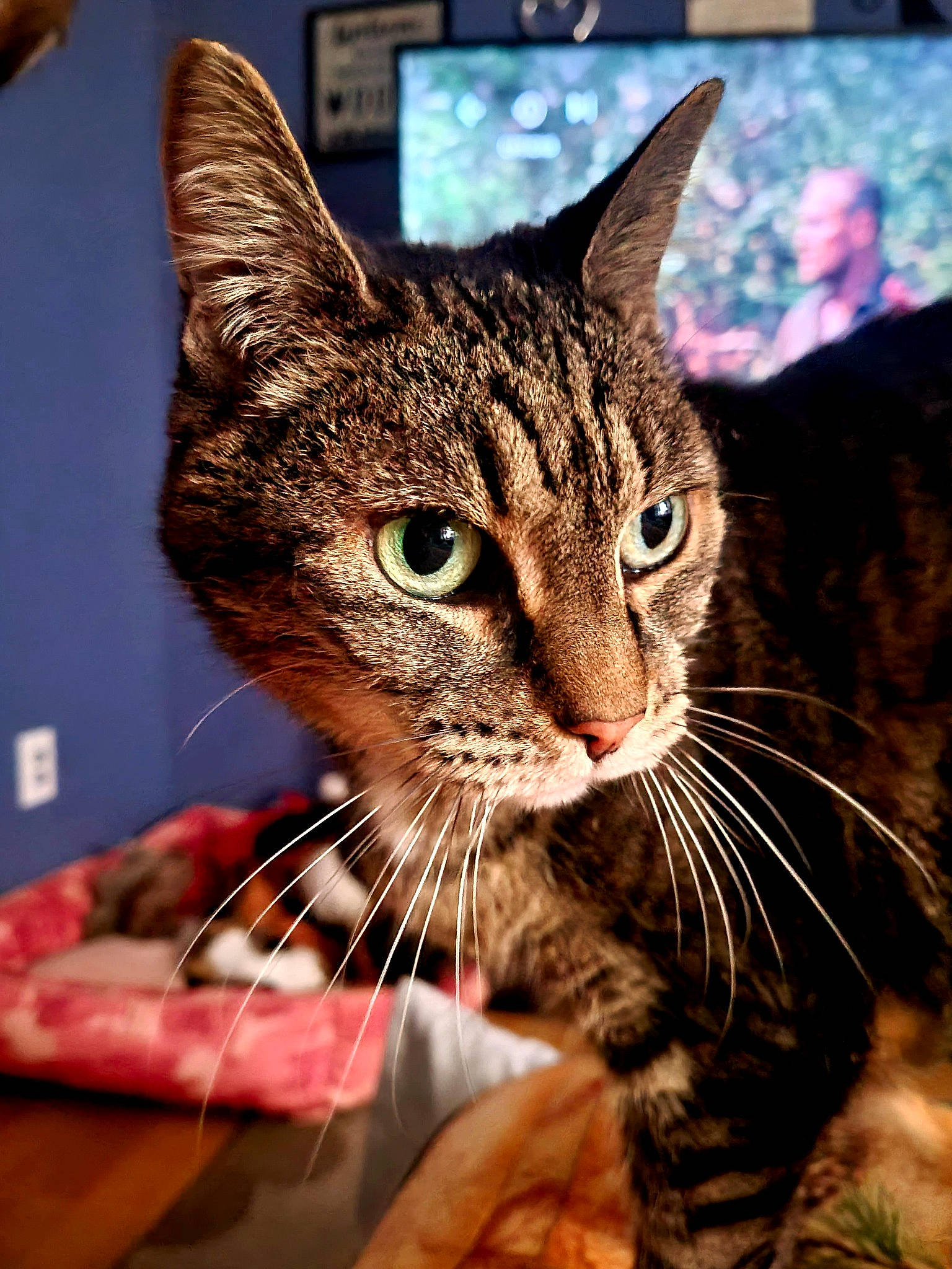 Jinx joined the competition — help win amazing prizes! carnivore, cat, claw, domestic_short_haired_cat, felidae, foot, fur, holiday, nail, paw, picture_frame, small_to_medium_sized_cats, snout, tail, terrestrial_animal, whiskers, wildlife