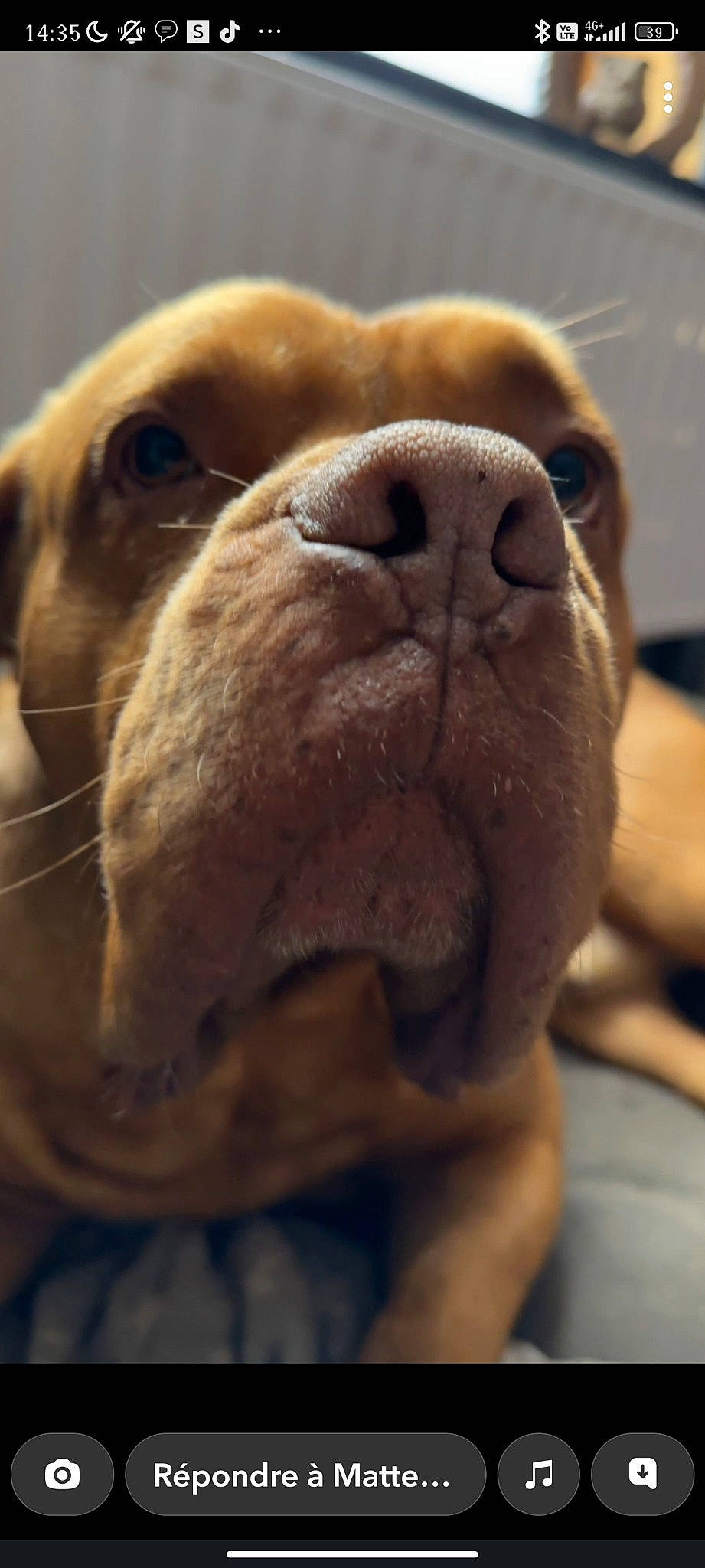 Darko a rejoint le concours — aidez-le/la à gagner de superbes lots ! ancient_dog_breeds, bulldog, canidae, carnivore, close_up, companion_dog, dog, dog_breed, ear, fawn, fur, liver, non_sporting_group, puppy, snout, sporting_group, terrestrial_animal, whiskers, working_animal, wrinkle