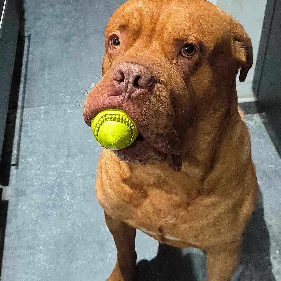 Darko