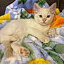 Salty joined the competition — help win amazing prizes! angora, animal, blanket, cat, furniture, kitten, manx, person, pet, quilt, siamese, sleeping, towel