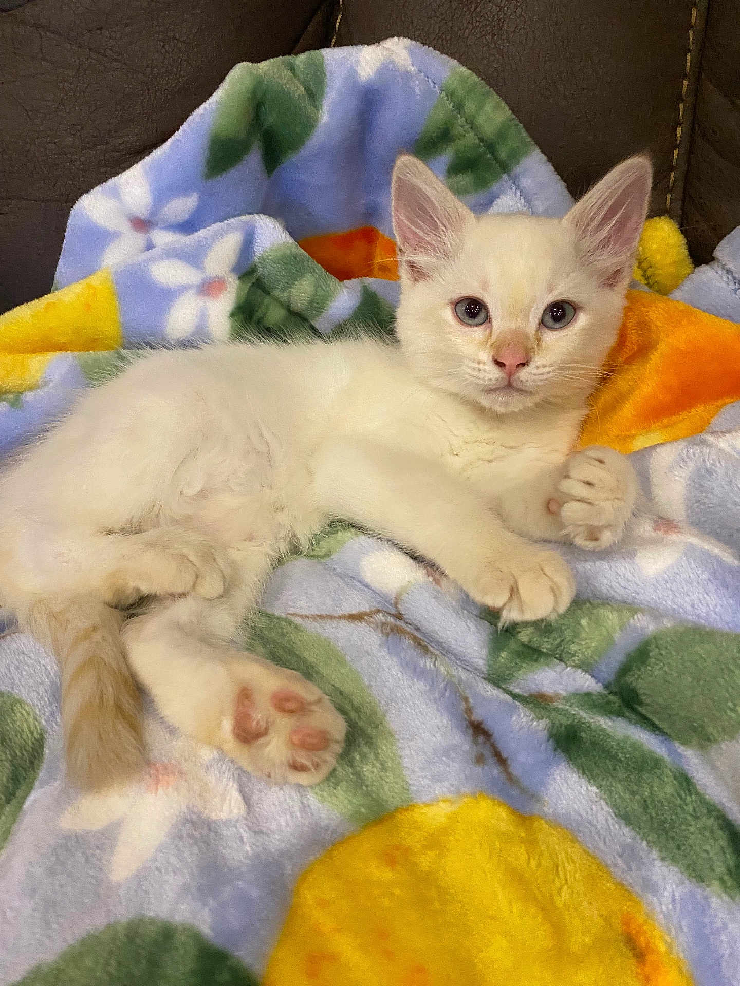 Salty joined the competition — help win amazing prizes! angora, animal, blanket, cat, furniture, kitten, manx, person, pet, quilt, siamese, sleeping, towel