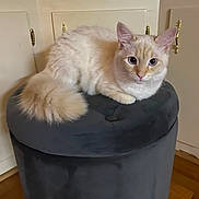 Salty joined the competition — help win amazing prizes! abyssinian, angora, animal, canine, cat, dog, dogbed, furniture, hardwood, kitten, manx, ottoman, person, pet, plate, siamese, wood