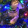 cat, tabby_cat, christmas_tree, christmas_lights, greenery, festive, holiday, decorations, colorful_lights, animal, pet, fur, whiskers, paw, nature, indoors, curious, cute, tree_branches, twinkling_lights