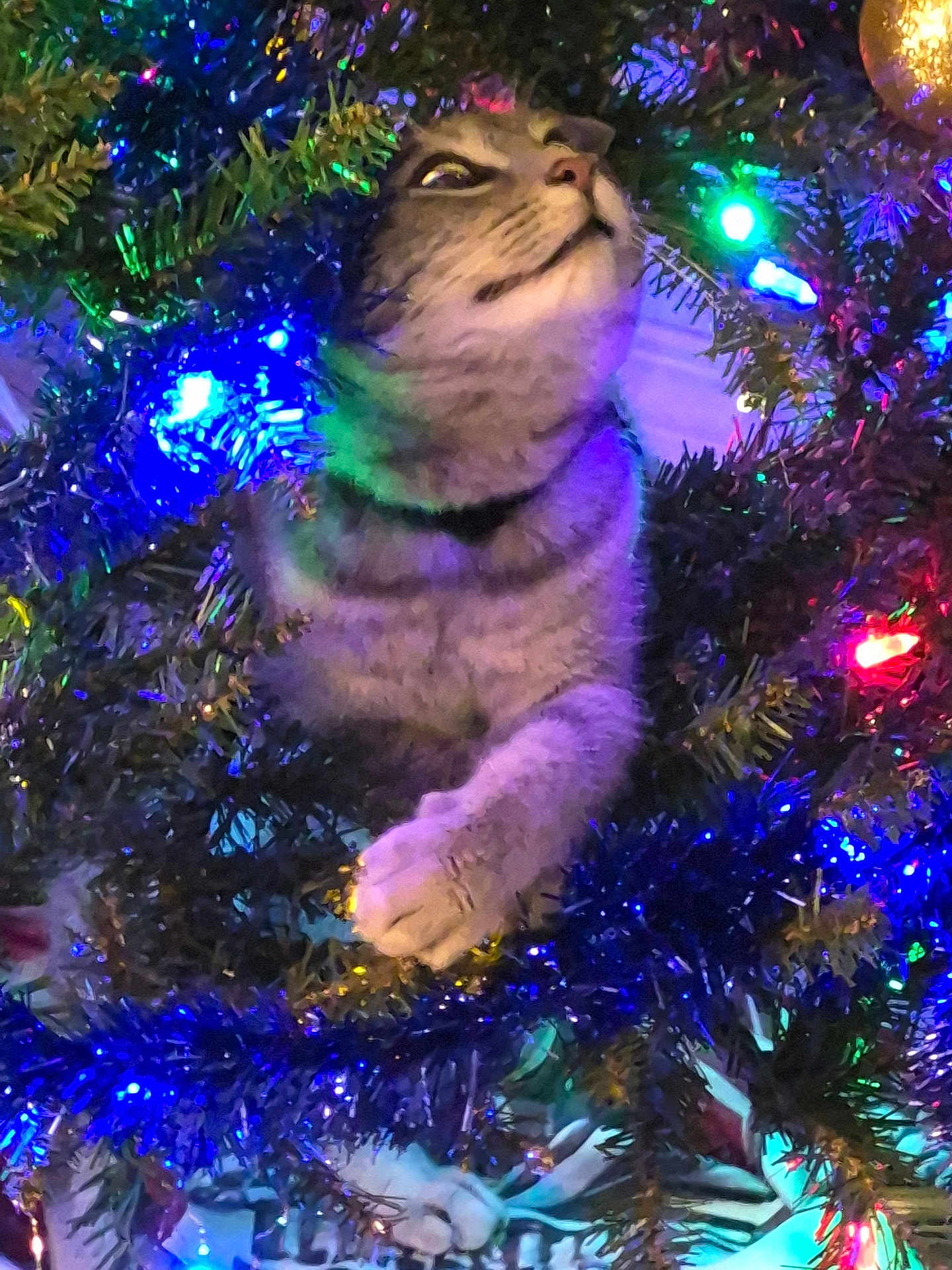 Sugar Butt joined the competition — help win amazing prizes! cat, tabby_cat, christmas_tree, christmas_lights, greenery, festive, holiday, decorations, colorful_lights, animal, pet, fur, whiskers, paw, nature, indoors, curious, cute, tree_branches, twinkling_lights
