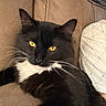 cat, black_cat, white_fur, yellow_eyes, whiskers, pet, indoor, couch, pillow, feline, closeup, relaxed, resting, fur, animal, mammal, domestic_cat, comfortable, portrait