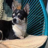 dog, chihuahua, small_dog, black_and_white, pet, indoor, blanket, chair, pillow, knitted, cozy, relaxing, fur, ears, animal, cute, portrait, domestic_animal, home, resting