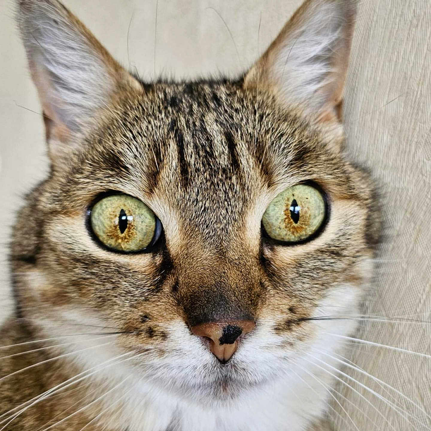 Mimine participe au concours pour gagner de l'argent avec cette photo : abyssinian, angora, animal, cat, egyptiancat, kitten, manx, pet