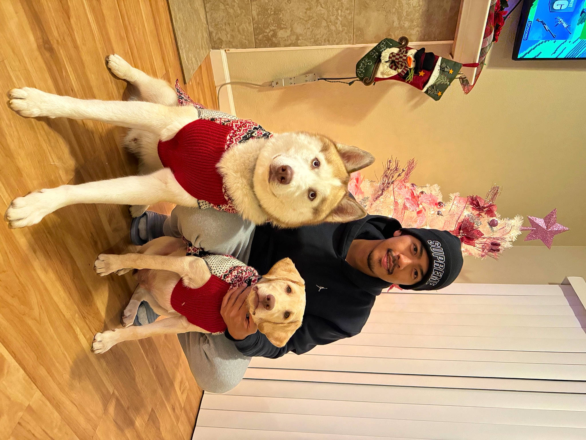 Luka is registered to the contest to win money with this photo: canidae, carnivore, companion_dog, dog, fawn, flooring, fun, happy, hardwood, houseplant, picture_frame, plant, room, smile, sporting_group, television, thigh, toy, wood, wood_flooring