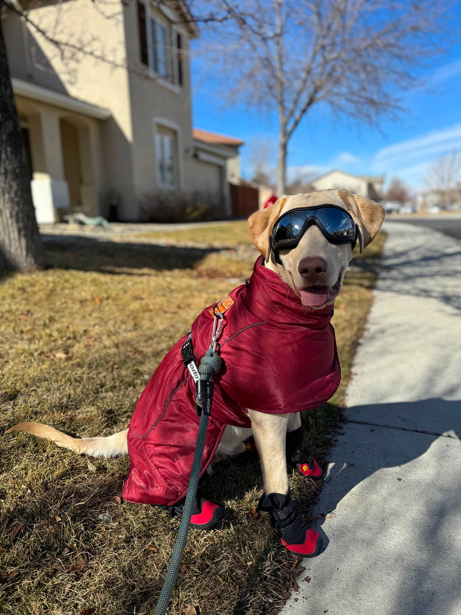 Luka is registered to the contest to win money with this photo: carnivore, collar, companion_dog, dog, dog_breed, dog_clothes, dog_collar, dog_supply, eyewear, fawn, goggles, leash, personal_protective_equipment, plant, recreation, sky, sunglasses, tree, window, working_animal