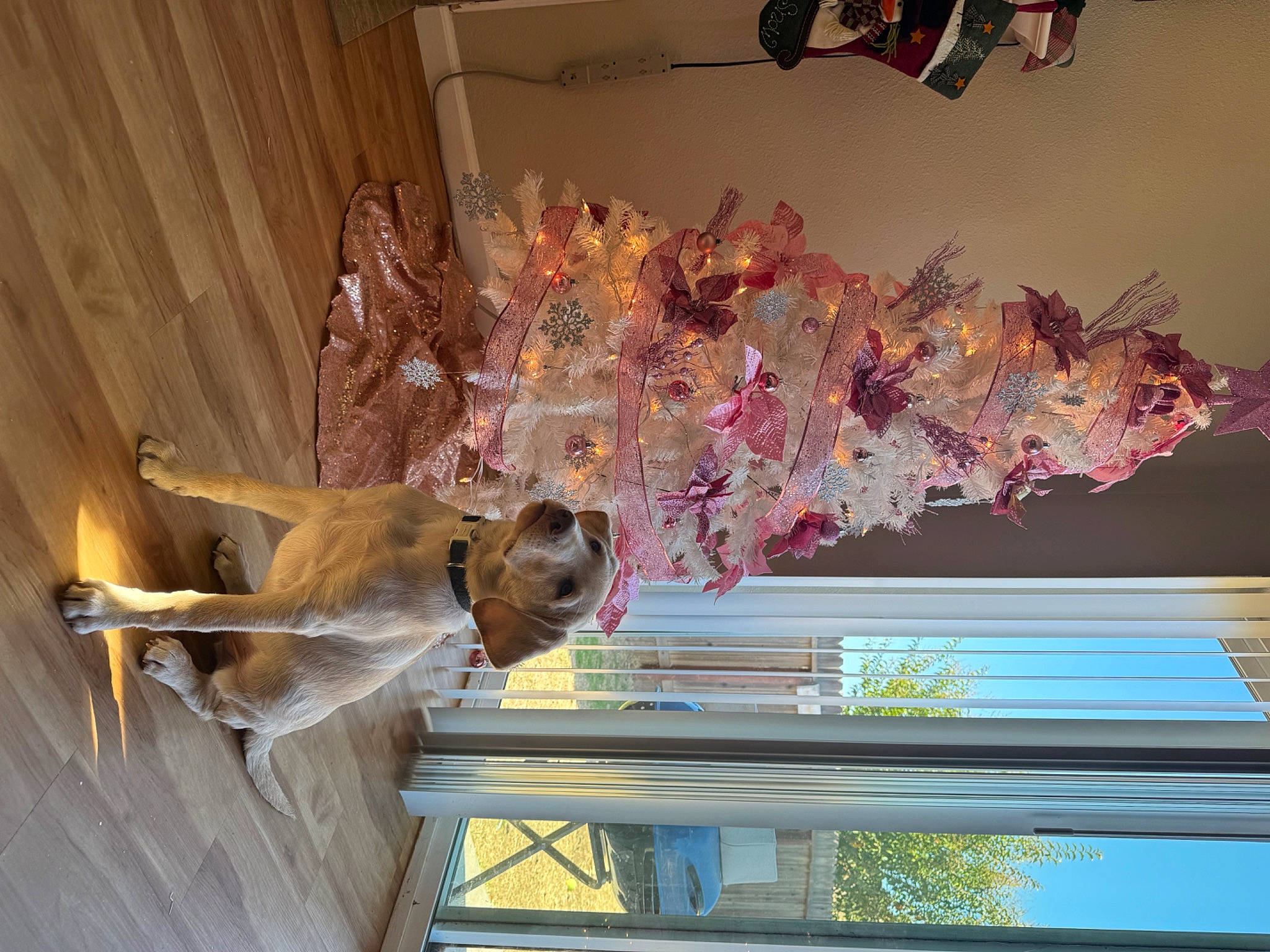 Luka is registered to the contest to win money with this photo: art, ceiling, dog, door, event, fun, glass, hardwood, house, houseplant, interior_design, molding, plant, plaster, room, shelf, tree, window, window_treatment, wood