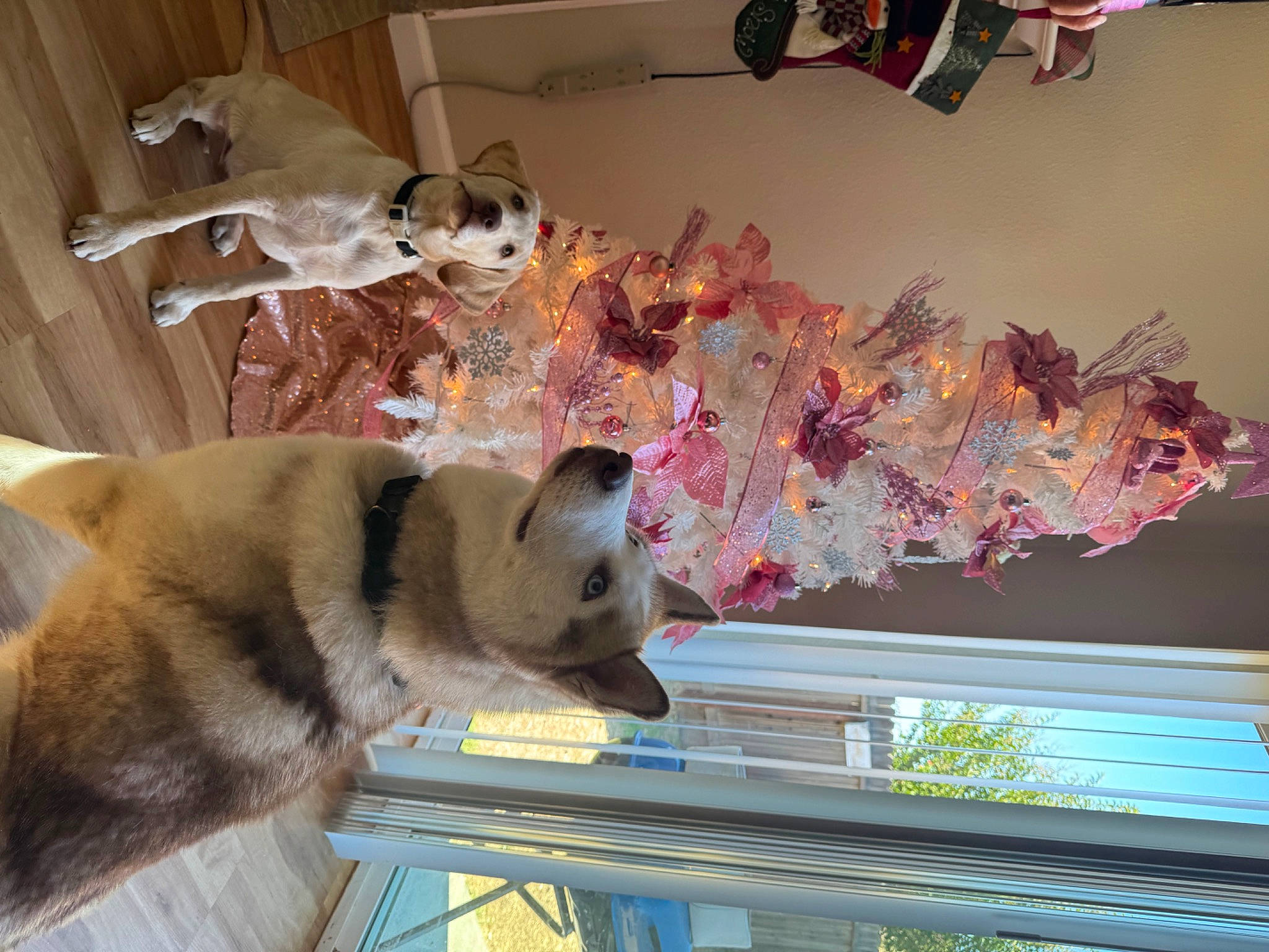 Luka joined the competition — help win amazing prizes! canidae, carnivore, collar, companion_dog, dog, dog_breed, dog_supply, fawn, felidae, fur, houseplant, mammal, pet_supply, plant, room, small_to_medium_sized_cats, sporting_group, tail, tree, window_treatment