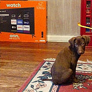Gibson is registered to the contest to win money with this photo: box, brown_dog, curious, decor, dog, floor, floral_rug, furniture, home, indoor, looking, pet, puppy, red, rug, sitting, tv_box, wall, wooden_floor, young_dog