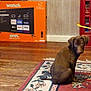 box, brown_dog, curious, decor, dog, floor, floral_rug, furniture, home, indoor, looking, pet, puppy, red, rug, sitting, tv_box, wall, wooden_floor, young_dog