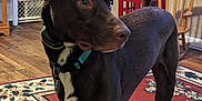Gibson joined the competition — help win amazing prizes! brown_coat, cabinet, collar, curious, decor, dog, domestic, flooring, footwear, furniture, home, indoor, pet, rug, standing, telephone_booth, white_markings, window, wood_floor, wooden_chair