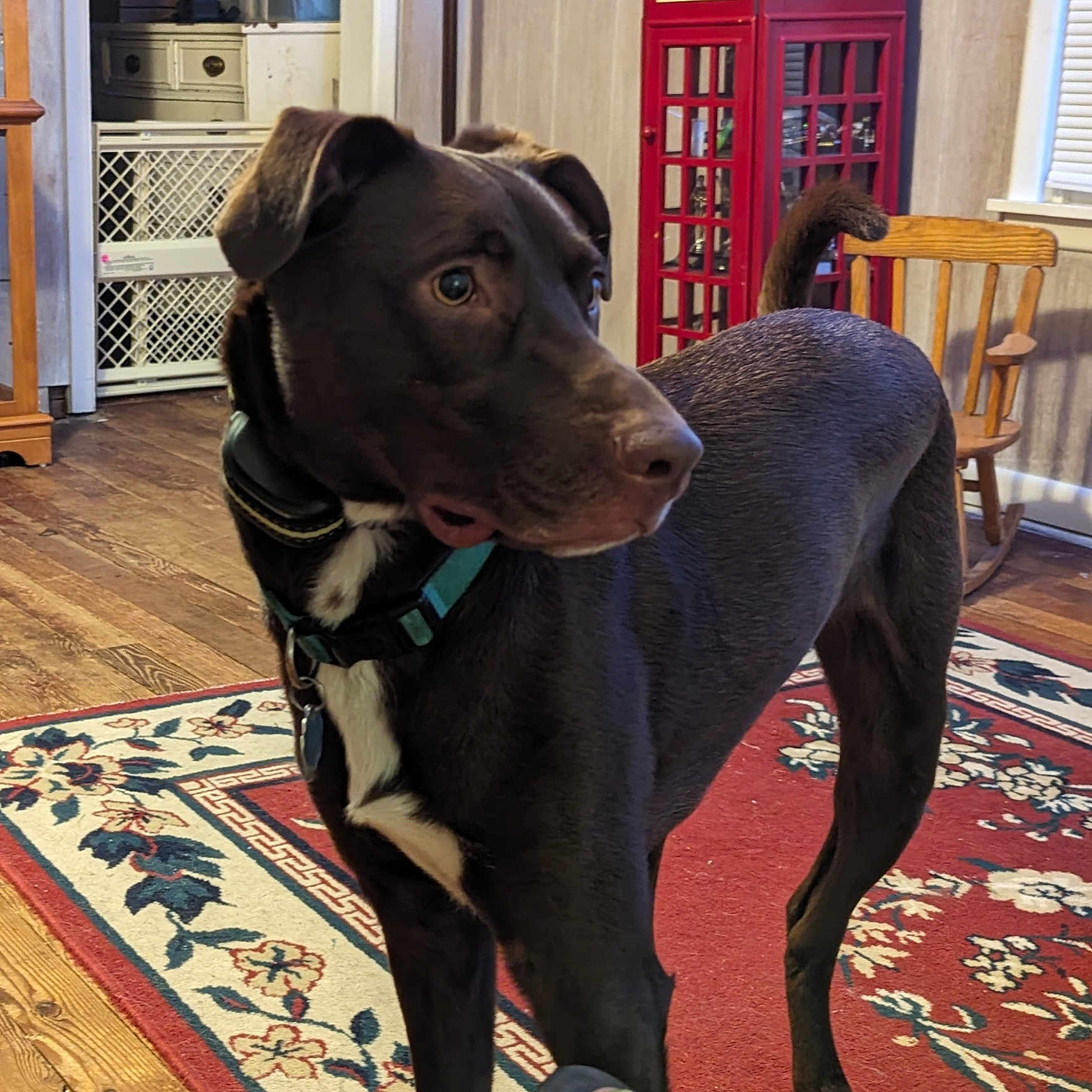 Gibson joined the competition — help win amazing prizes! brown_coat, cabinet, collar, curious, decor, dog, domestic, flooring, footwear, furniture, home, indoor, pet, rug, standing, telephone_booth, white_markings, window, wood_floor, wooden_chair