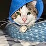 Jusiah Wells is registered to the contest to win money with this photo: animal, blue, cat, closeup, cozy, cushion, cute, feline, fur, green_eyes, hood, indoor, pattern, paw, pet, pink_nose, portrait, resting, soft_texture, whiskers