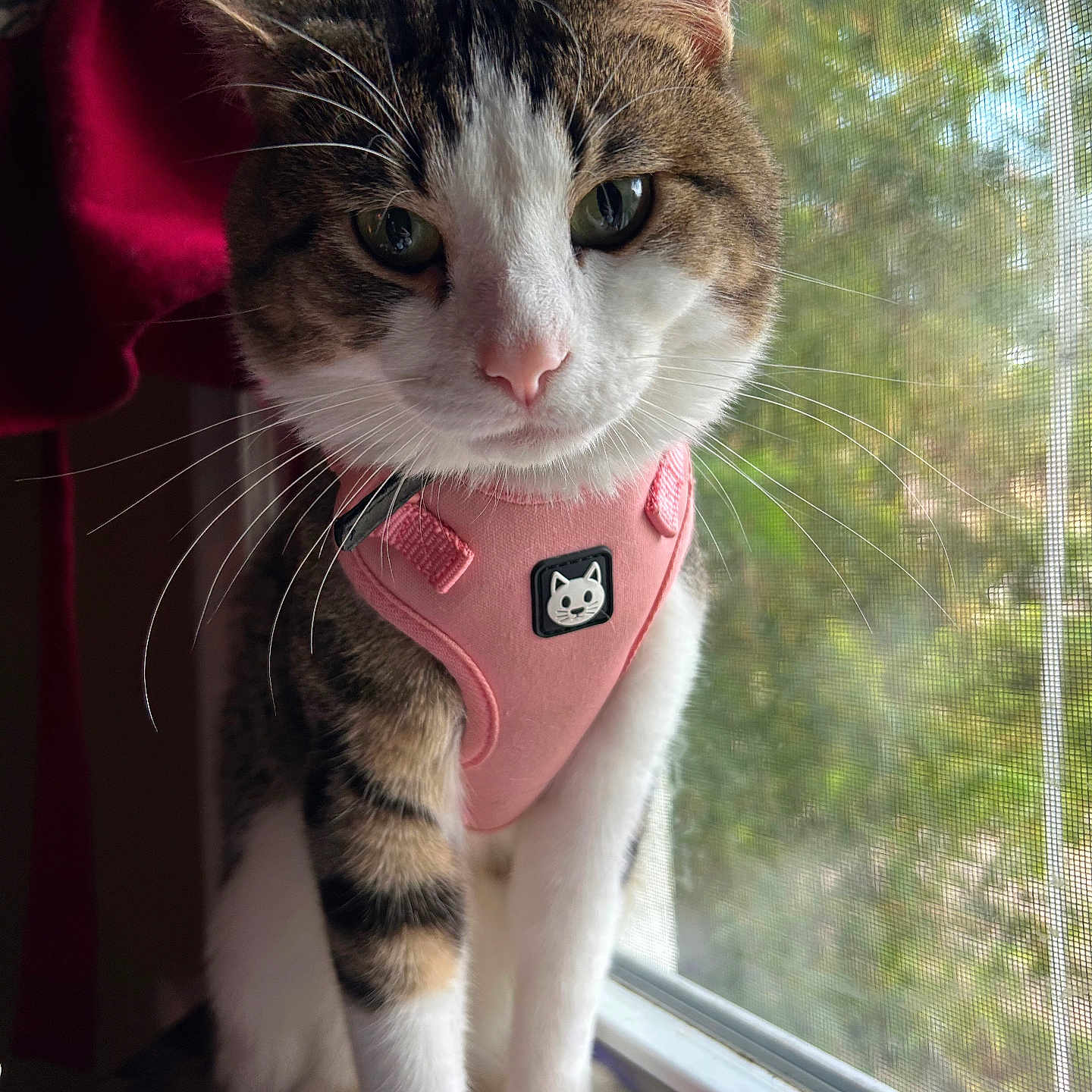 Jusiah Wells is registered to the contest to win money with this photo: animal, cat, close_up, curious, daylight, domestic_cat, fur, greenery, houseplant, indoor, looking, natural_light, pet, pink_harness, pink_object, screen_window, sitting, tabby_cat, whiskers, window