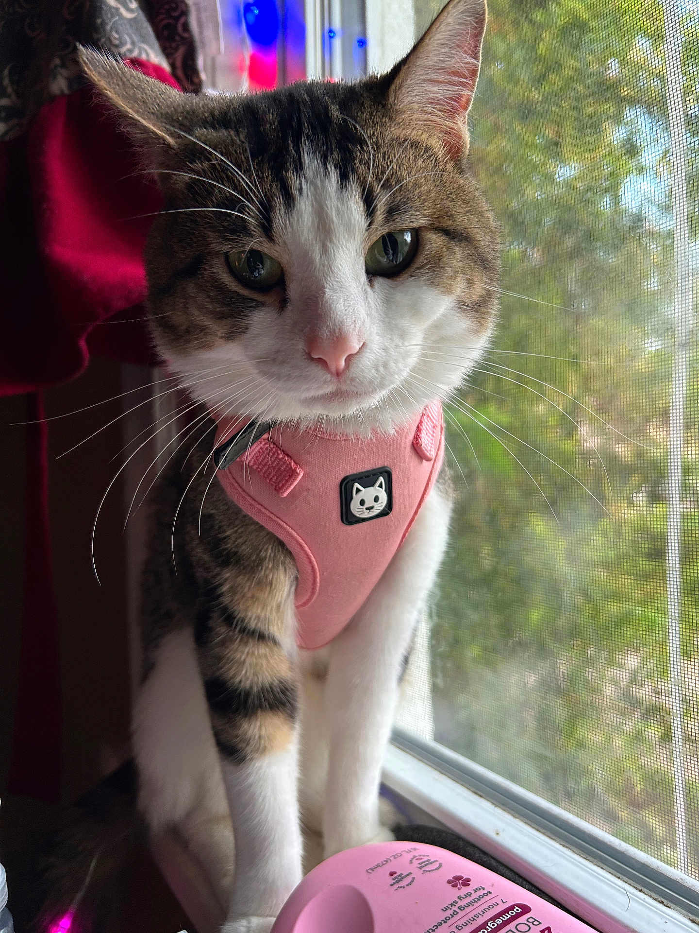 Jusiah Wells is registered to the contest to win money with this photo: cat, tabby_cat, indoor, window, pink_harness, whiskers, pet, domestic_cat, curious, natural_light, greenery, close_up, animal, fur, sitting, looking, pink_object, houseplant, screen_window, daylight