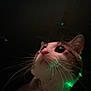 Jusiah Wells joined the competition — help win amazing prizes! animal, cat, closeup, collar, curious, dark, domestic_cat, eyes, face, feline, glowing, green_light, indoor, looking_up, mystery, night, pet, portrait, soft_fur, whiskers