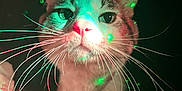 Jusiah Wells joined the competition — help win amazing prizes! animal, cat, close_up, collar, curious, dark_background, ears, eyes, face, feline, fur, glowing, indoor, laser_dots, night, pet, pink_nose, playful, spotlight, whiskers