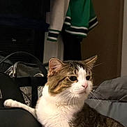 Jusiah Wells joined the competition — help win amazing prizes! bag, cat, clothing, cushion, domestic_animal, ears, fabric, feline, fur, household, indoor, pet, portrait, relaxed, resting, side_view, tabby_cat, tail, whiskers, white_fur