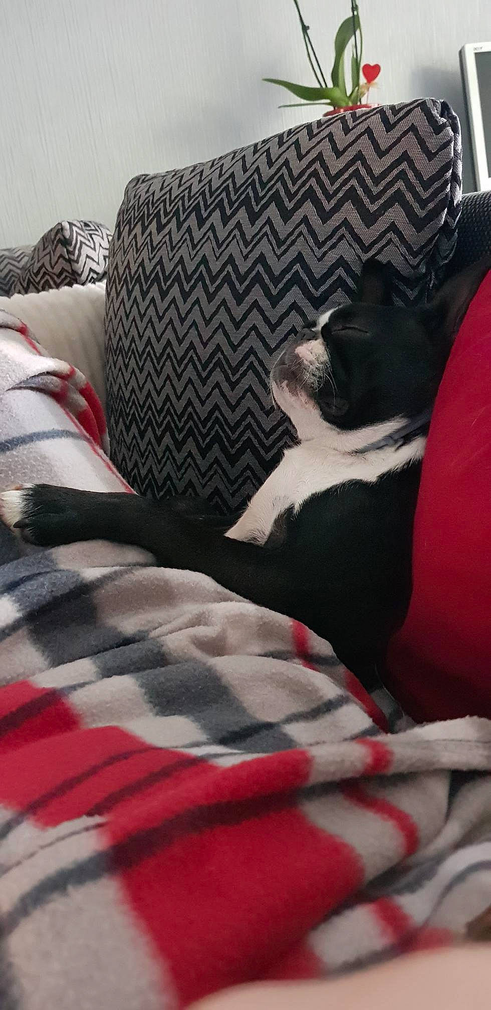 Néva a rejoint le concours — aidez-le/la à gagner de superbes lots ! bed, bed_sheet, black, blanket, chair, comfort, couch, cushion, floor, flooring, furniture, linens, red, room, textile