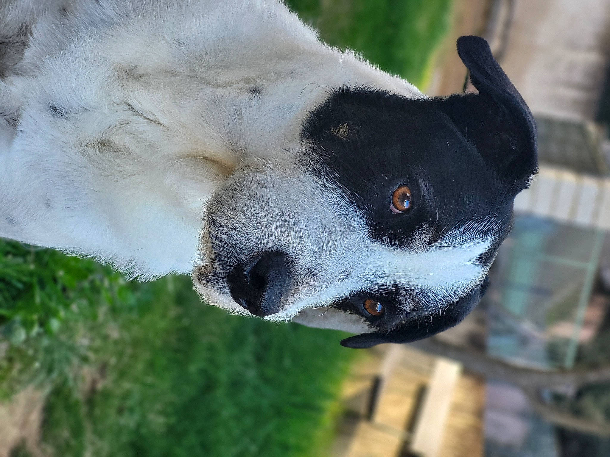 Maco