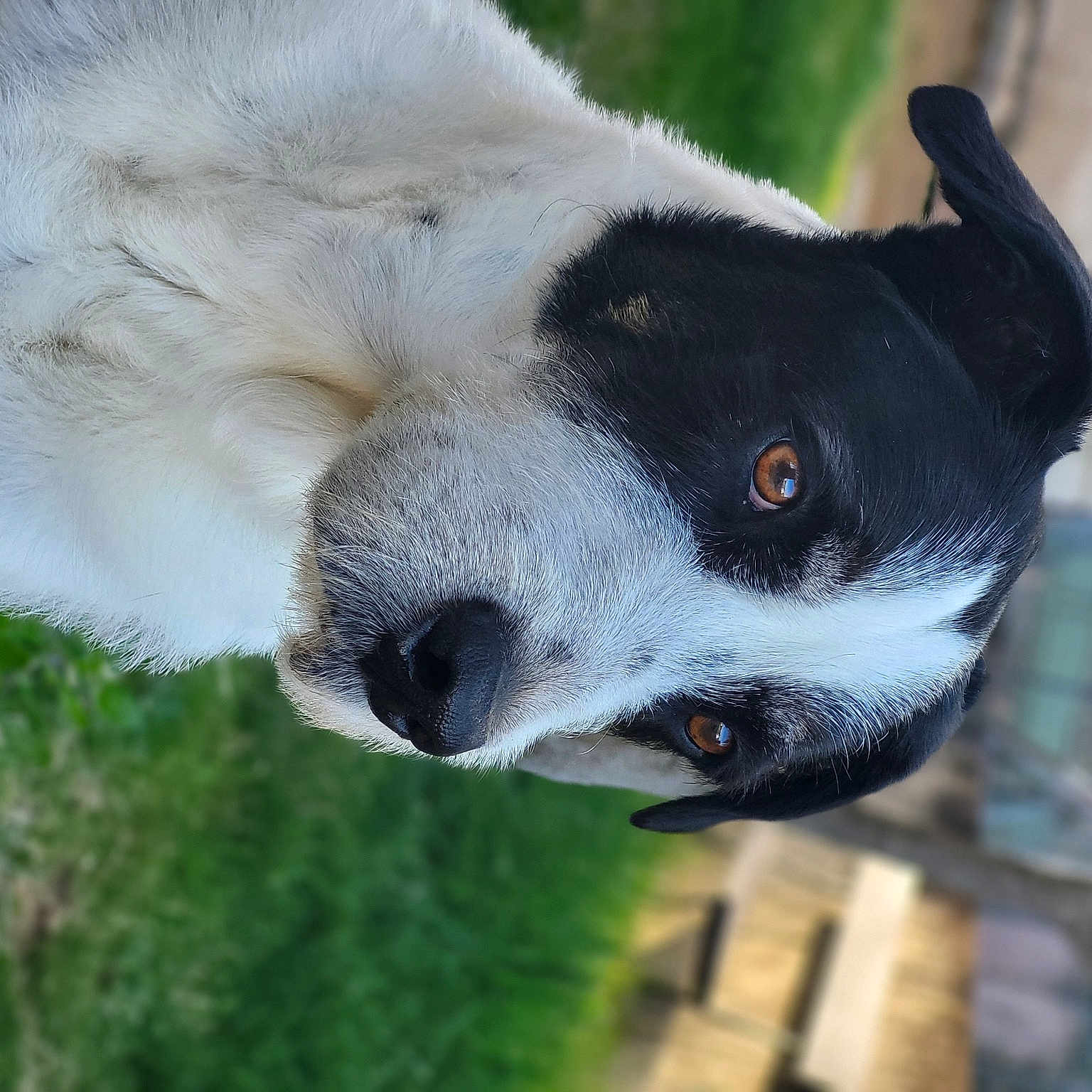 Maco