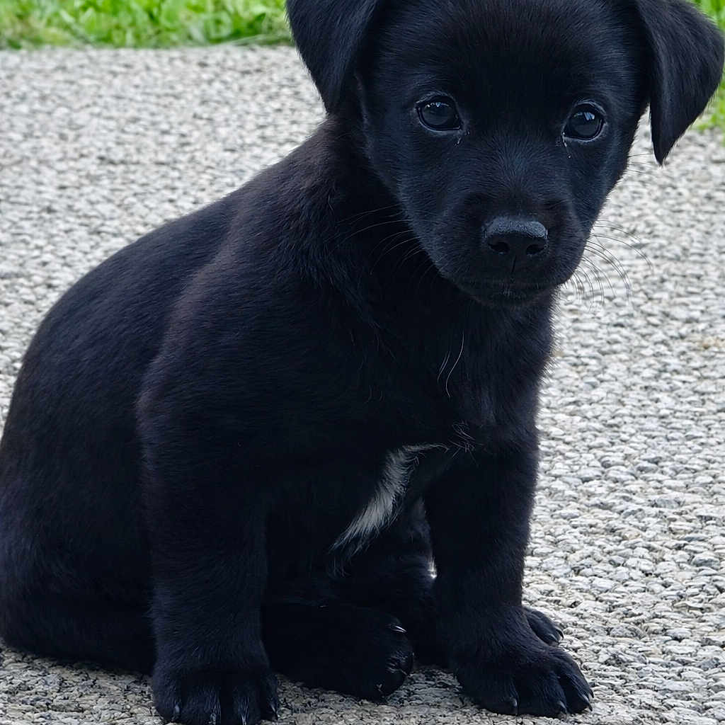 Maya a rejoint le concours — aidez-le/la à gagner de superbes lots ! puppy, dog, black_fur, sitting, outdoor, grass, pavement, young, cute, animal, pet, fur, ears, nose, whiskers, small, portrait, looking, adorable, nature