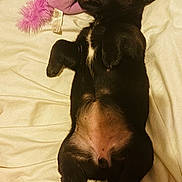 Maya a rejoint le concours — aidez-le/la à gagner de superbes lots ! puppy, dog, black_dog, lying_down, bed, blanket, plush_toy, pink_unicorn, indoor, cute, pet, sleeping, relaxed, fur, animal, cozy, soft, young_dog, paw, ears