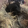 Maya a rejoint le concours — aidez-le/la à gagner de superbes lots ! animal, black_dog, blanket, blurred_background, close_up, comfort, cozy, cute, dog, fabric, fluffy, fur, home, indoor, lying_down, pet, puppy, resting, small_dog, soft_texture