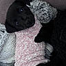 Maya a rejoint le concours — aidez-le/la à gagner de superbes lots ! animal, black_dog, blanket, companion, cozy, cute, cute_animal, dog, fur, indoors, looking, lying_down, pet, pink_sweater, puppy, resting, sleeping_area, small_dog, soft_texture, sweater