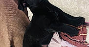 Maya participe au concours pour gagner de l'argent avec cette photo : animal, black_dog, blanket, cozy, curious, cushion, cute, dog, ears, fabric, fur, home, indoor, pet, puppy, resting, sleeping_area, small_dog, tail, young