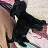 animal, black_dog, blanket, cozy, curious, cushion, cute, dog, ears, fabric, fur, home, indoor, pet, puppy, resting, sleeping_area, small_dog, tail, young