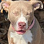 Harmony joined the competition — help win amazing prizes! dog, canine, pet, close_up, collar, pink_collar, happy, eyes_closed, outdoor, sunlight, brown_fur, white_fur, short_fur, cute, animal, nose, ears, mouth, tongue, portrait