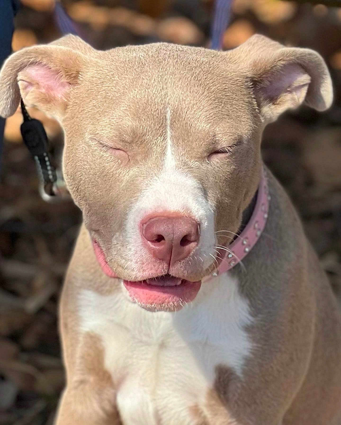 Harmony joined the competition — help win amazing prizes! dog, canine, pet, close_up, collar, pink_collar, happy, eyes_closed, outdoor, sunlight, brown_fur, white_fur, short_fur, cute, animal, nose, ears, mouth, tongue, portrait
