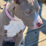 Harmony joined the competition — help win amazing prizes! dog, puppy, close_up, pink_collar, outdoor, sunlight, wooden_deck, pet, canine, portrait, focus, animal, young_dog, fur, side_view, ears, snout, white_markings, cute, domestic_animal