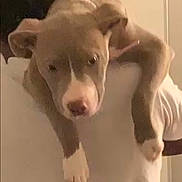 Harmony joined the competition — help win amazing prizes! animal, brown, closeup, companion, cute, dog, domestic, face, friendship, fur, indoor, paw, person, pet, portrait, puppy, resting, shoulder, white, young