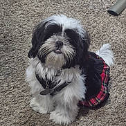 Biscuit is registered to the contest to win money with this photo: dog, black_and_white, fluffy, pet, indoor, carpet, dress, plaid, cute, small_dog, fur, sitting, looking_up, adorable, collar, canine, companion, domestic_animal, cute_outfit, friendly