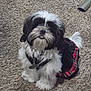 dog, black_and_white, fluffy, pet, indoor, carpet, dress, plaid, cute, small_dog, fur, sitting, looking_up, adorable, collar, canine, companion, domestic_animal, cute_outfit, friendly