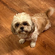 Ginger Thomas is registered to the contest to win money with this photo: dog, small_dog, fluffy, white_fur, beige_fur, indoor, wooden_floor, pet, canine, animal, looking_up, tail_wagging, cute, companion, domestic, fur, friendly, standing, floor, house