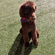 Milo joined the competition — help win amazing prizes! dog, brown, curly_fur, bandana, grass, outdoor, pet, shadow, sunlight, animal, sitting, canine, fur, daylight, nature, cute, portrait, companion, friendly, domestic