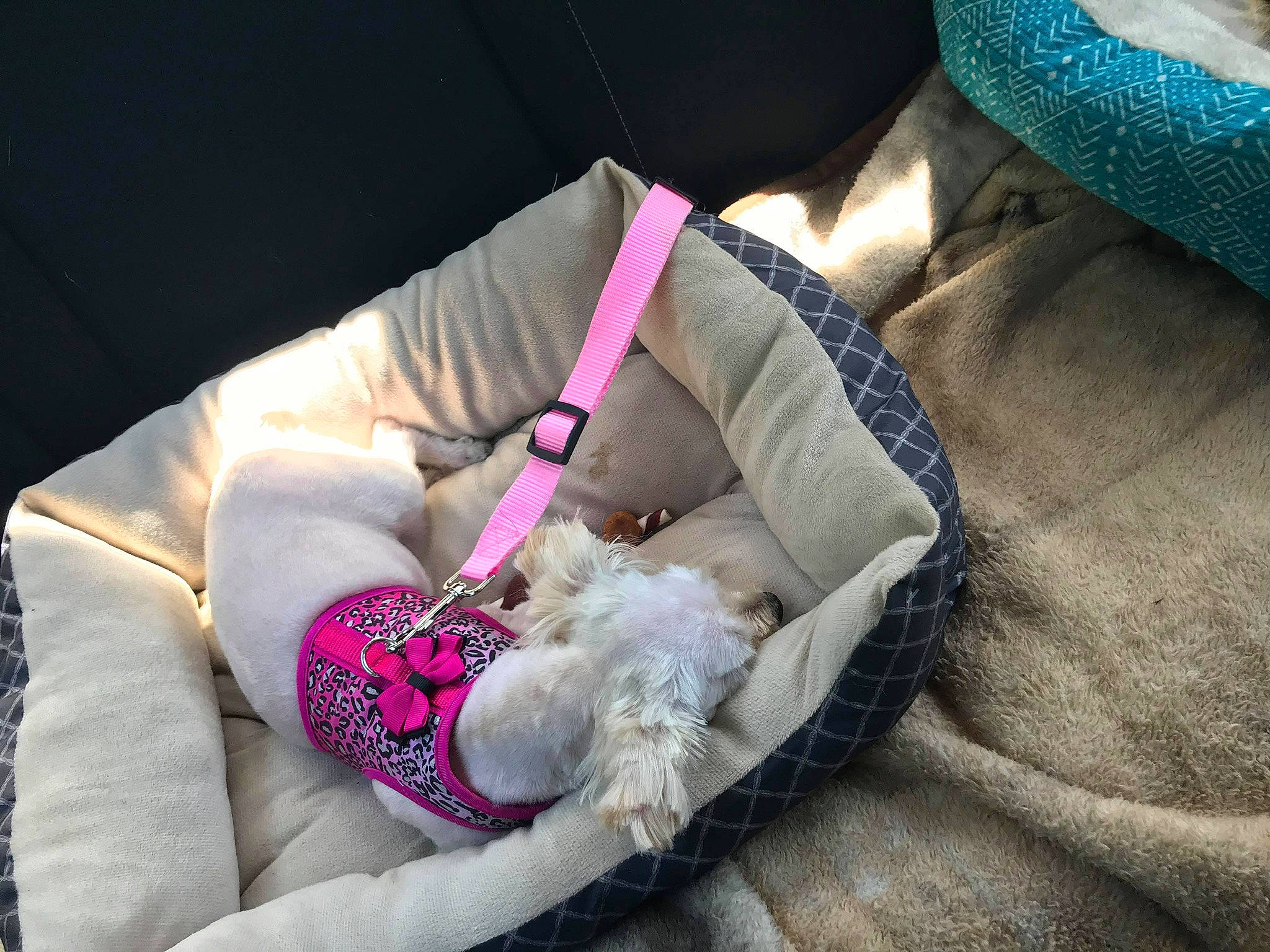 Lyla joined the competition — help win amazing prizes! canidae, carnivore, cockapoo, comfort, companion_dog, dog, dog_breed, furniture, leash, maltese, nap, non_sporting_group, pink, poodle, puppy, puppy_love, shih_tzu, sleep, toy_dog, toy_poodle