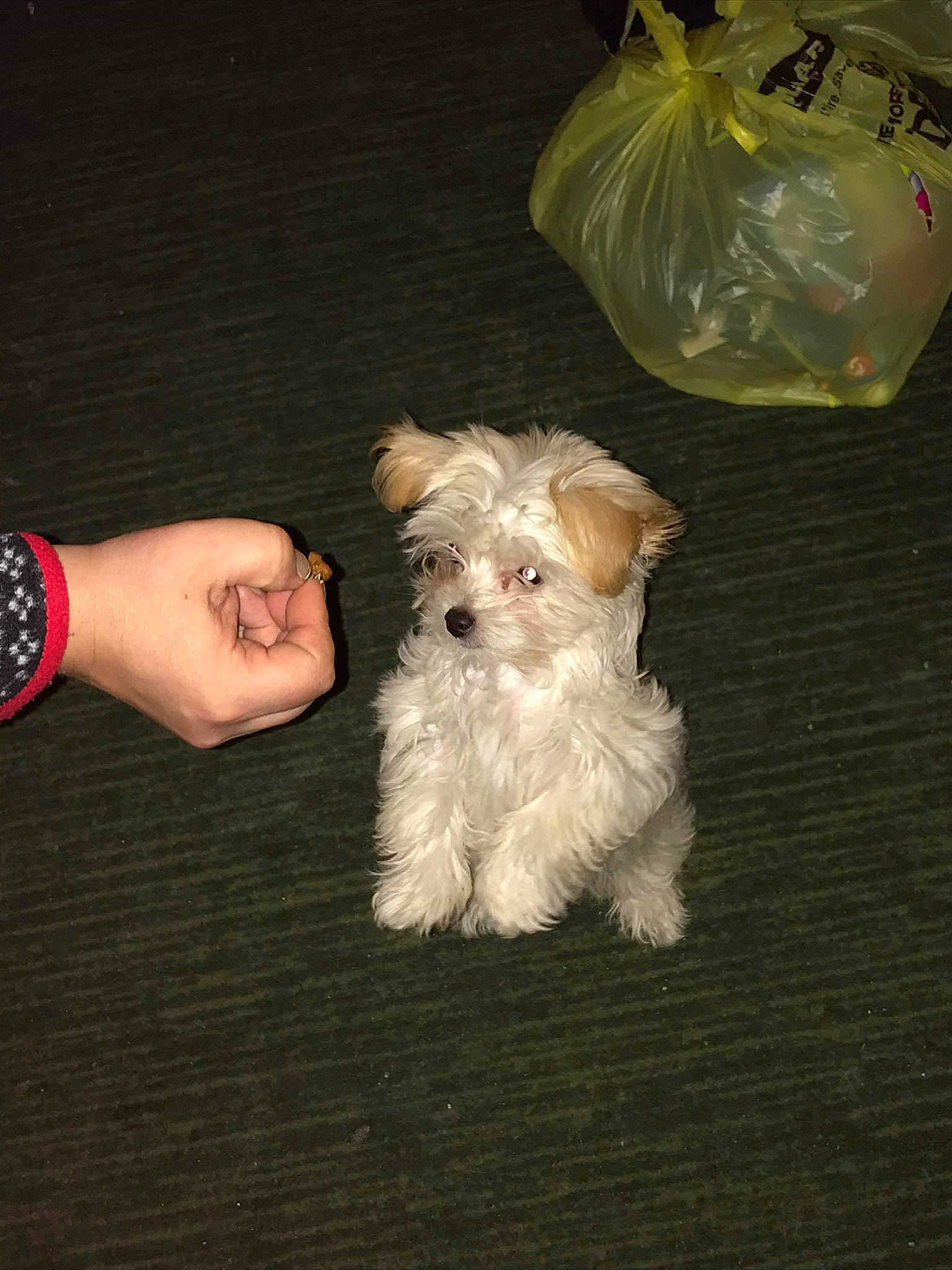 Lyla is registered to the contest to win money with this photo: biewer_terrier, bolonka, canidae, carnivore, companion_dog, dog, dog_breed, havanese, maltepoo, maltese, mammal, morkie, poodle_crossbreed, puppy, rare_breed_dog, schnoodle, sealyham_terrier, shih_tzu, sporting_lucas_terrier, toy_dog