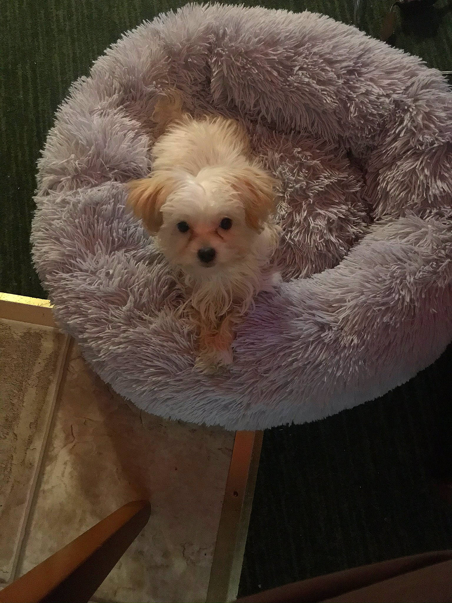 Lyla joined the competition — help win amazing prizes! bichon, bolognese, canidae, carnivore, cavachon, cavapoo, cockapoo, companion_dog, dog, dog_breed, havanese, maltepoo, maltese, mammal, miniature_poodle, poodle_crossbreed, puppy, schnoodle, toy_dog, toy_poodle
