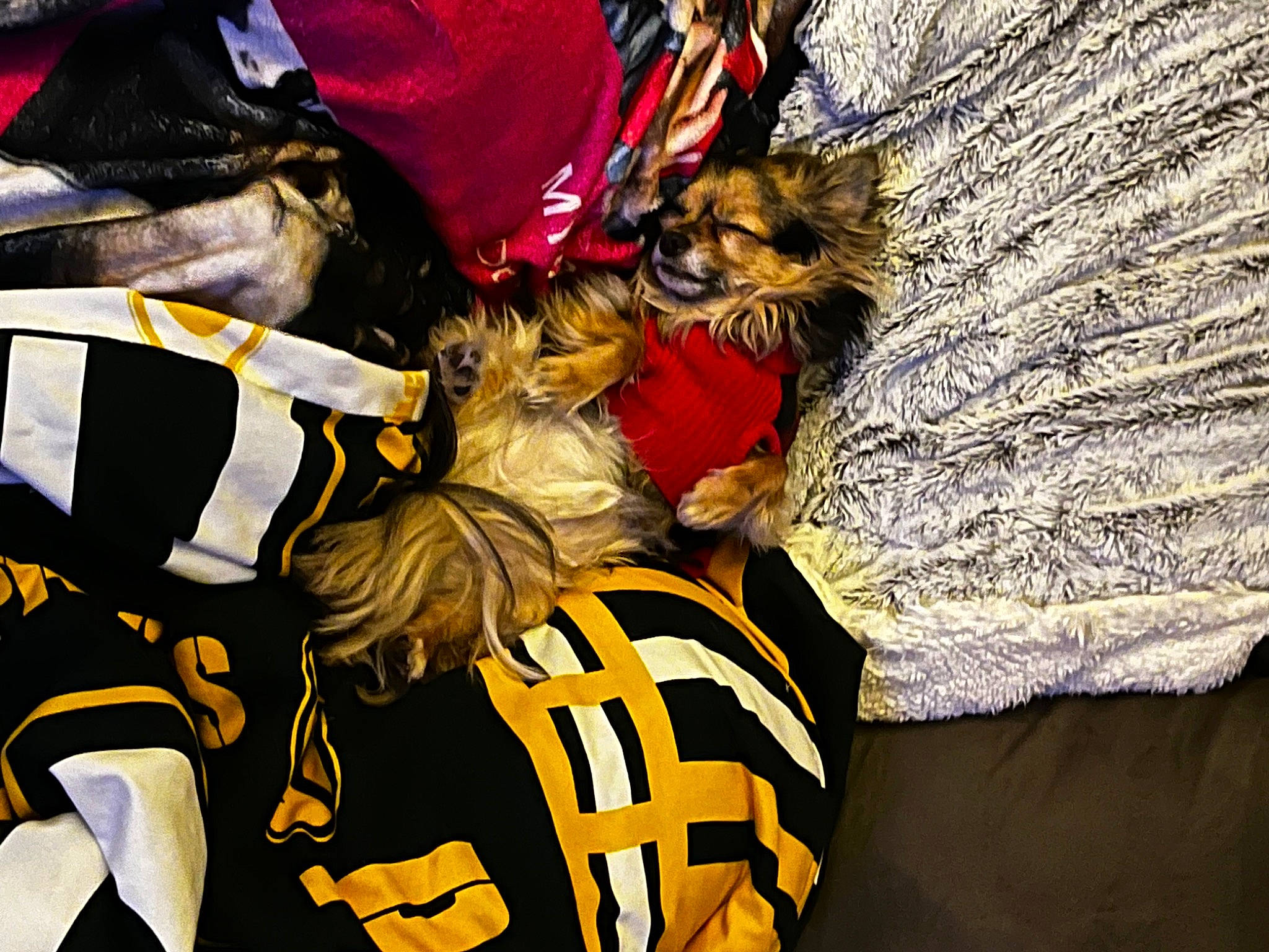 Max is registered to the contest to win money with this photo: event, felidae, font, fur, glove, hat, jersey, linens, outerwear, personal_protective_equipment, player, sleeve, sports_gear, sports_jersey, sports_uniform, sportswear, t_shirt, team, textile, uniform