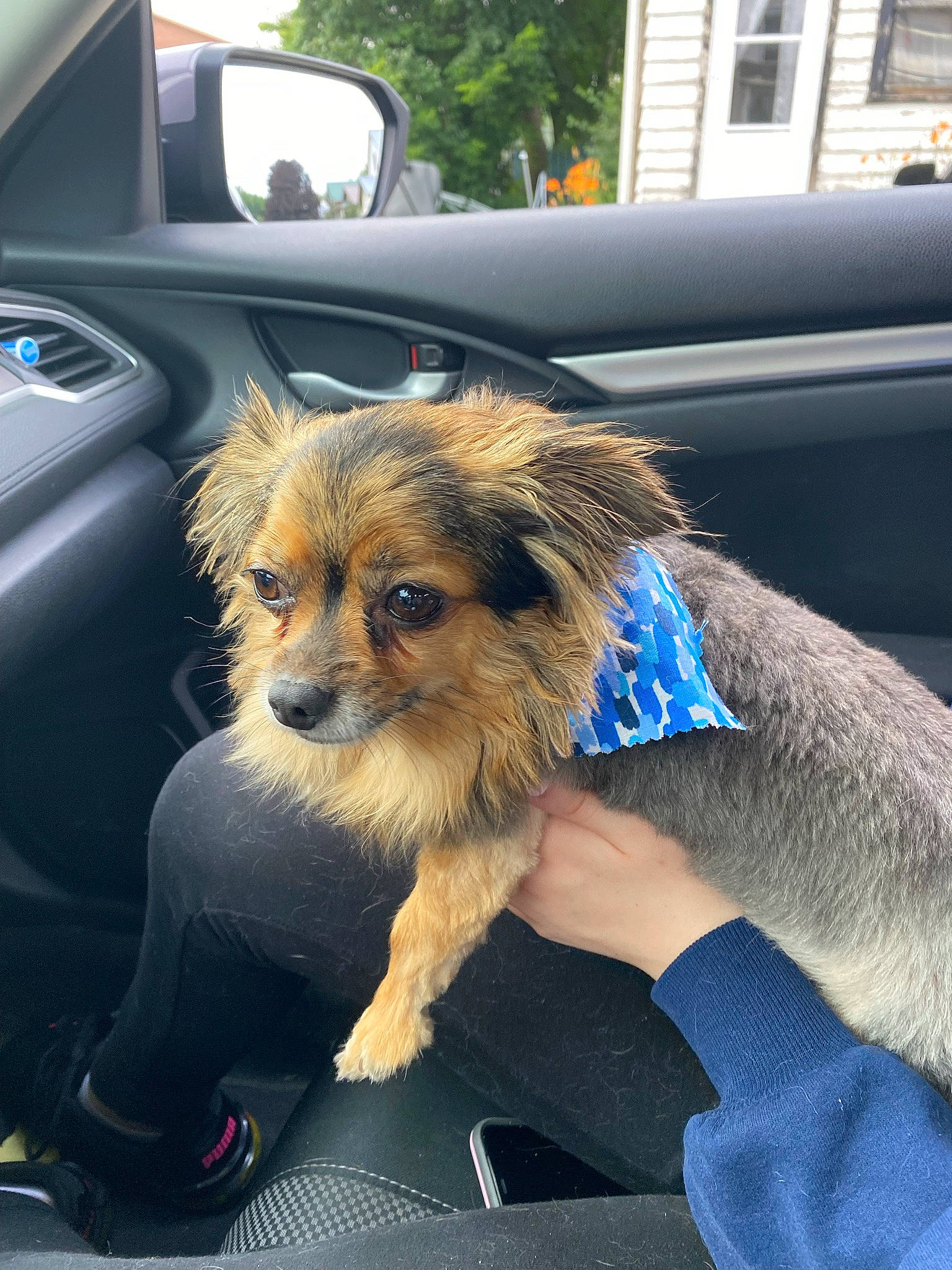 Max is registered to the contest to win money with this photo: auto_part, automotive_exterior, automotive_mirror, automotive_window_part, car, carnivore, companion_dog, dog, dog_breed, family_car, fawn, mirror, motor_vehicle, personal_luxury_car, snout, sporting_group, toy_dog, vehicle, vehicle_door, windshield