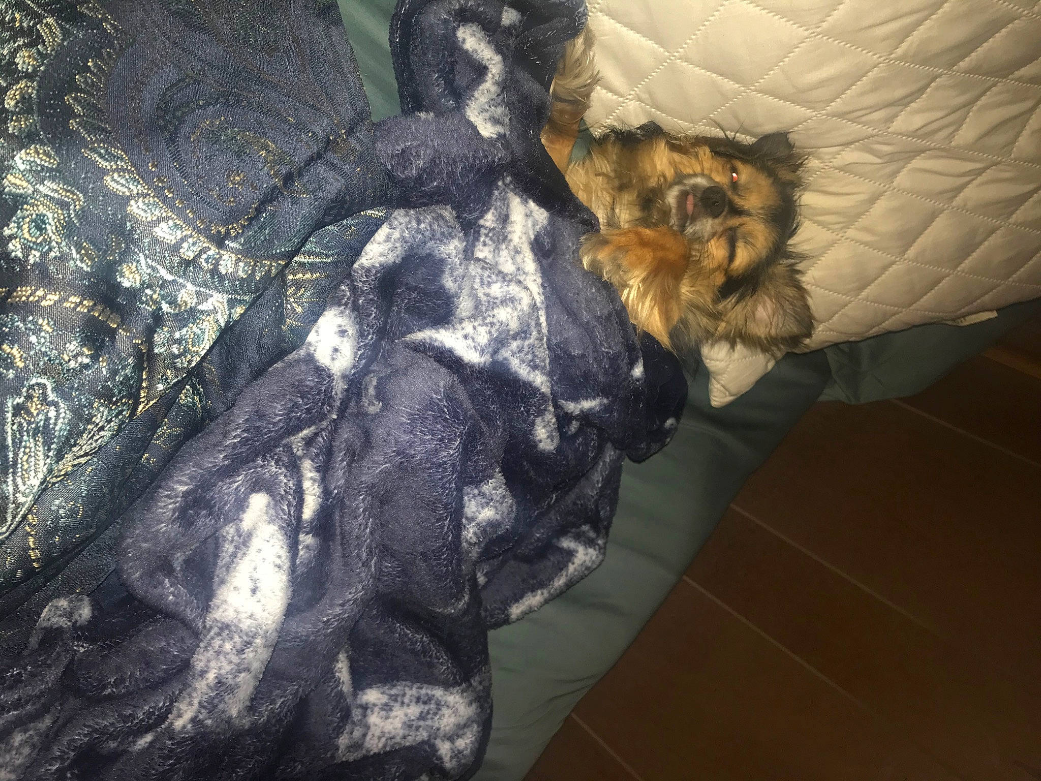 Max joined the competition — help win amazing prizes! fur, organism, shadow, textile