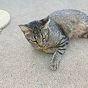 Tiny is registered to the contest to win money with this photo: cat, tabby_cat, animal, pet, fur, whiskers, outdoor, concrete, texture, pavement, resting, relaxed, yellow_eyes, curious, mammal, small_animal, domestic_animal, four_legs, tail, ear