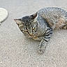 cat, tabby_cat, animal, pet, fur, whiskers, outdoor, concrete, texture, pavement, resting, relaxed, yellow_eyes, curious, mammal, small_animal, domestic_animal, four_legs, tail, ear